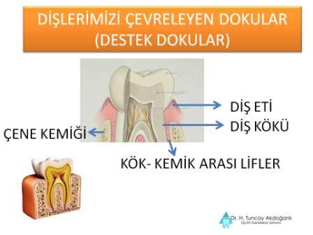 Dişlerimizi çevreleyen dokular