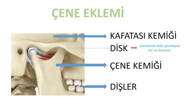 çene kemiği anatomisi